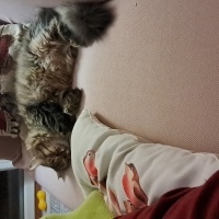 Tekir Kedi, Kedi  karakız fotoğrafı