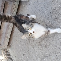 Tekir Kedi, Kedi  karakız fotoğrafı