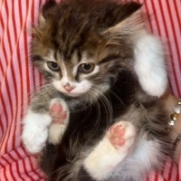 Tekir Kedi, Kedi  karakız fotoğrafı