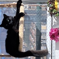 Tekir Kedi, Kedi  karakız fotoğrafı