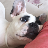 Fransız Bulldog, Köpek  Hector fotoğrafı