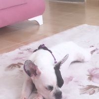 Fransız Bulldog, Köpek  Hector fotoğrafı