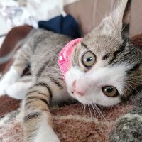 Tekir Kedi, Kedi  Suzi fotoğrafı