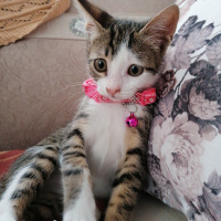 Tekir Kedi, Kedi  Suzi fotoğrafı