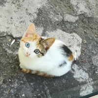 Tekir Kedi, Kedi  Suzi fotoğrafı