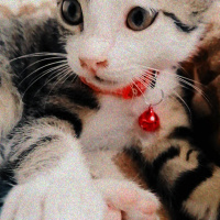 Tekir Kedi, Kedi  Suzi fotoğrafı
