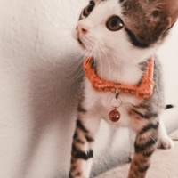 Tekir Kedi, Kedi  Suzi fotoğrafı