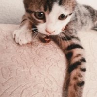 Tekir Kedi, Kedi  Suzi fotoğrafı