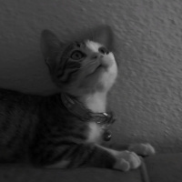 Tekir Kedi, Kedi  Suzi fotoğrafı