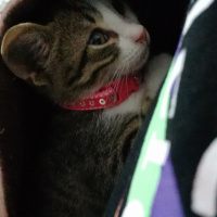 Tekir Kedi, Kedi  Suzi fotoğrafı