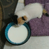 Abyssinian, Kedi  adı henüz konulmadı fotoğrafı