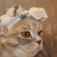 Scottish Fold, Kedi  Karamel fotoğrafı
