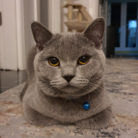 British Shorthair, Kedi  LiLa fotoğrafı