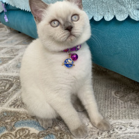 British Shorthair, Kedi  Satürn fotoğrafı