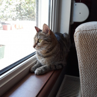 Tekir Kedi, Kedi  Çakıl fotoğrafı