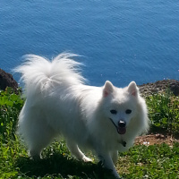 Amerikan Eskimo, Köpek  Manga fotoğrafı