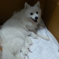 Amerikan Eskimo, Köpek  Manga fotoğrafı