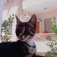 Tekir Kedi, Kedi  Lily fotoğrafı