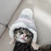 Tekir Kedi, Kedi  Lily fotoğrafı