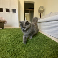 Chinchilla, Kedi  duman fotoğrafı