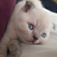Scottish Fold, Kedi  SCOTTİSH FOLD fotoğrafı