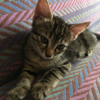 Tekir Kedi, Kedi  2 aylık kedi fotoğrafı