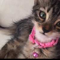 Tekir Kedi, Kedi  Müezza fotoğrafı