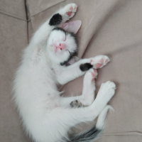 Tekir Kedi, Kedi  Müezza fotoğrafı