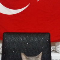 Tekir Kedi, Kedi  Müezza fotoğrafı