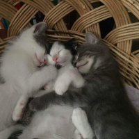 Tekir Kedi, Kedi  Müezza fotoğrafı