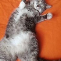 Tekir Kedi, Kedi  Müezza fotoğrafı