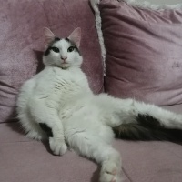 Tekir Kedi, Kedi  Müezza fotoğrafı
