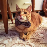 Sarman, Kedi  Çakır fotoğrafı