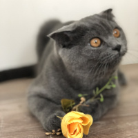 Scottish Fold, Kedi  Hera fotoğrafı