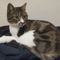 Tekir Kedi, Kedi  Leo fotoğrafı