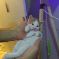 Bengal, Kedi  Yavru fotoğrafı