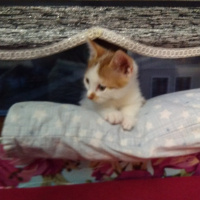 Bengal, Kedi  Yavru fotoğrafı