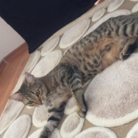 Tekir Kedi, Kedi  Boncuk fotoğrafı