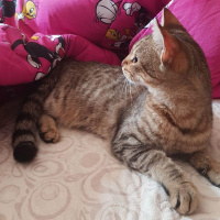 Tekir Kedi, Kedi  Boncuk fotoğrafı