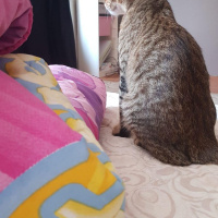 Tekir Kedi, Kedi  Boncuk fotoğrafı