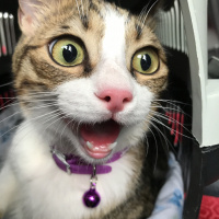 Tekir Kedi, Kedi  paşam fotoğrafı