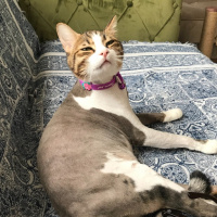Tekir Kedi, Kedi  paşam fotoğrafı