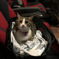 Tekir Kedi, Kedi  paşam fotoğrafı
