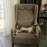 Tekir Kedi, Kedi  paşam fotoğrafı