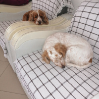 Amerikan Cocker Spaniel, Köpek  Ponçik fotoğrafı