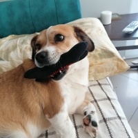 Amerikan Cocker Spaniel, Köpek  Ponçik fotoğrafı