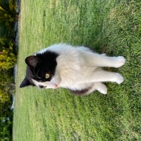 Tuxedo (Smokin) Kedi, Kedi  Karam fotoğrafı