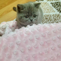 British Shorthair, Kedi  Carmen fotoğrafı