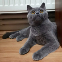 British Shorthair, Kedi  Carmen fotoğrafı