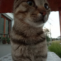 Tekir Kedi, Kedi  Pisi fotoğrafı